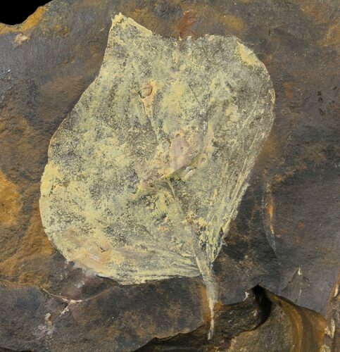 Paleocene Fossil Leaf (Cocculus) - North Dakota #95520
